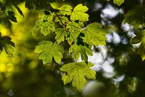 Leaves Foliage Branch