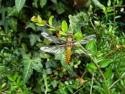 Dragonfly Nature