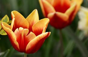 Tulips Flowers Colorful Spring