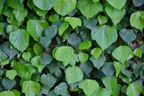 leaves fence a lot