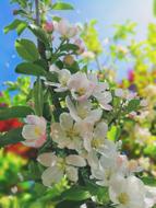 Flower Plant Nature