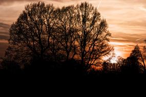 Tree Landscape