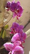 Nature Flower Plant