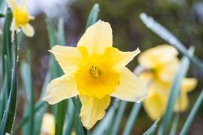Daffodil Yellow Nature