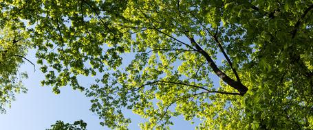 Tree Nature Leaf