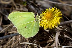 dandelions are a lot of butterfly
