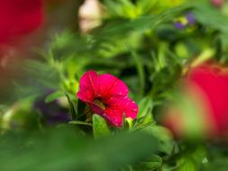 Garden Nature Plant