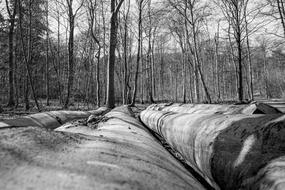 Wood Tree Nature