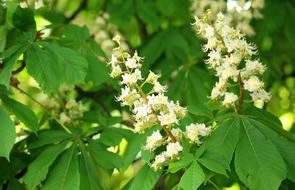 Horse Chestnut Flowering Tree