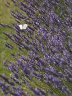 Lavender Flower Nature