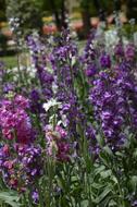 Flower Plant Nature