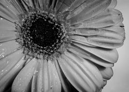 Flower Cute Flowers