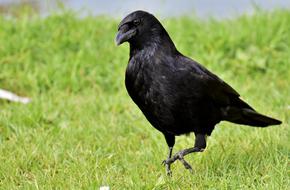 Crow Raven Bird