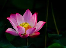Flower Lotus Pink