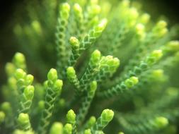 New Growth Nature Green