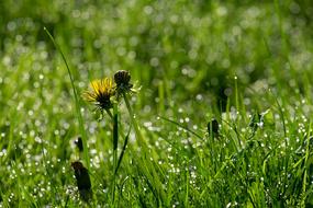 dandelions grass is green