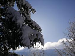 Snow Winter Tree