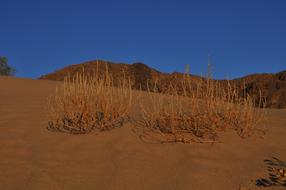 a dry field with a desert
