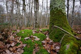 Wood Nature Tree
