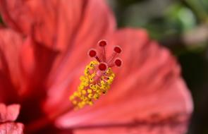 Flower Garden Plant