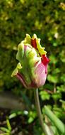 Nature Flower Flora