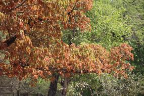 Nature Leaf Tree