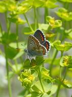 Butterfly Brunette Southern Aricia