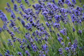 Flower Nature Lavender