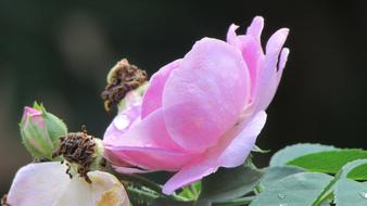 New Plateau Flower Nature