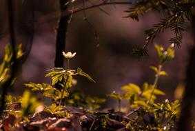 Leaf Nature Tree