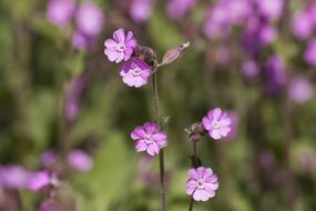 Red Campion Silene Dioica