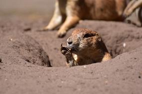 Prairie Dog Eat Young Animal