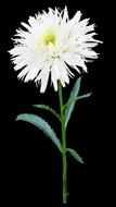 Shasta Daisy Flower Stem