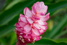 Opuhi Flower Pink