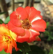 Rose Orange Flowers