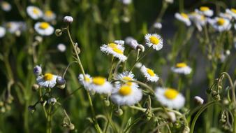 Nature Flora Flower