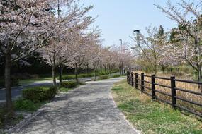 Tree Station Landscape