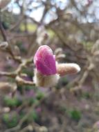 Flower Nature Plant