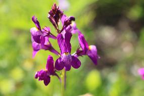 Violet Flower Summer