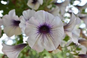 Flower Purple White