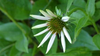 Coneflower Blossom Bloom