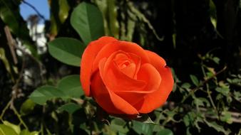 Rose Red