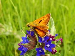 Nature Summer Flower Butterfly