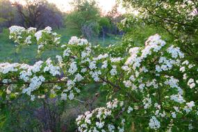 Flower Plant Tree