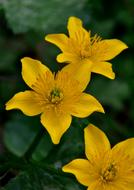 Nature Plant At The Court Of