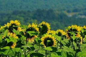Nature Sunflower Field