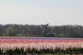 Nature Landscape Flower