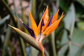 Natural Plant No Person