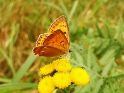 Nature Butterfly Day Insect