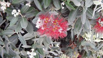 Nature Flower Flora